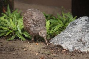 Der Kiwi - der neuseeländische Vogel, der nicht fliegt