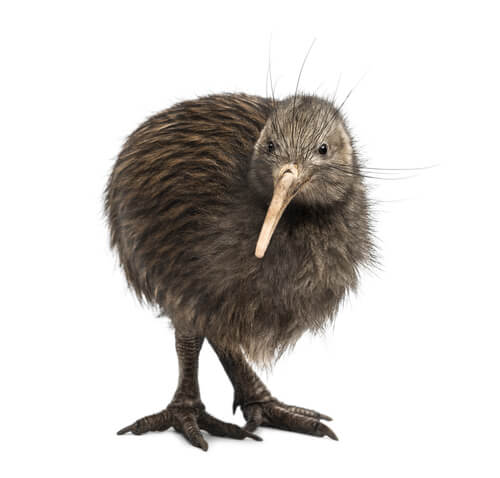 Der Vogel, der nicht fliegt hat sich an das terrestrische Leben angepasst.