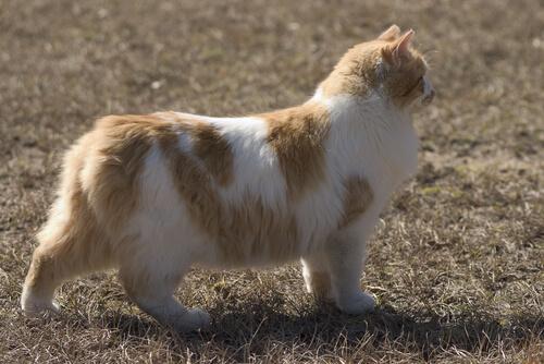 Die Cymric-Katze hat keinen oder nur einen sehr kurzen Schwanz.