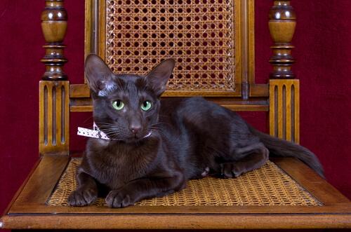 Die Havana-Katze - eine Katze wie Tabak und Kaffee
