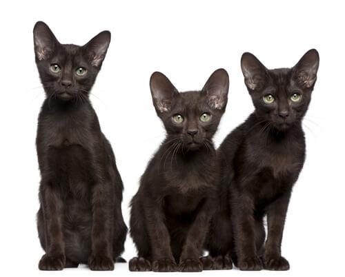 Die Havana-Katze hat grüne Augen.