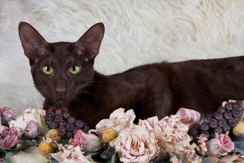 Die Havana-Katze stammt nicht aus Kuba.