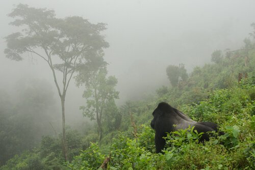 Die Population der Berggorillas erreicht 1.000 Exemplare