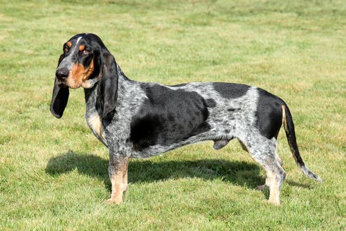 Die Spürhunde: Basset bleu de Gascogne