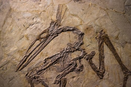 Dinosaurier Fossil