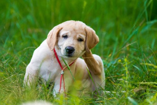 Dirofilariose bei Hunden: Behandlung und Vorbeugung