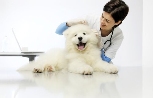 Dirofilariose bei Hunden: Diagnose