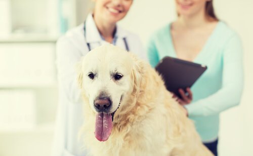 Dirofilariose bei Hunden: Vorbeugung