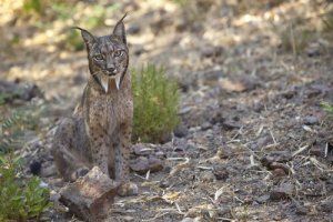 Ein Iberischer Luchs in Barcelona?