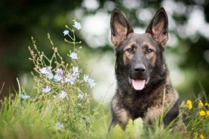 Die Erziehung des deutschen Schäferhundes: ein unglaublicher Hund