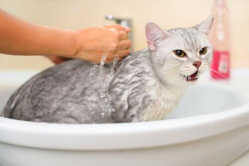 Gibt es Situationen, in denen man Katzen baden sollte?