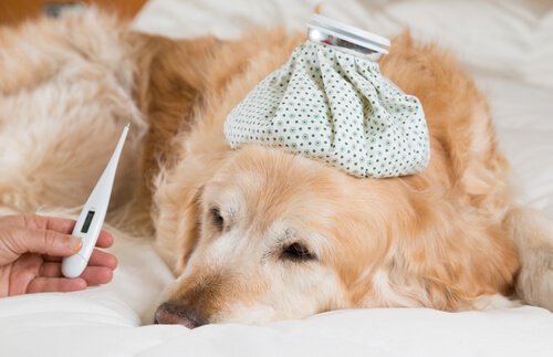 Fieber beim Hund: Symptome und Behandlung
