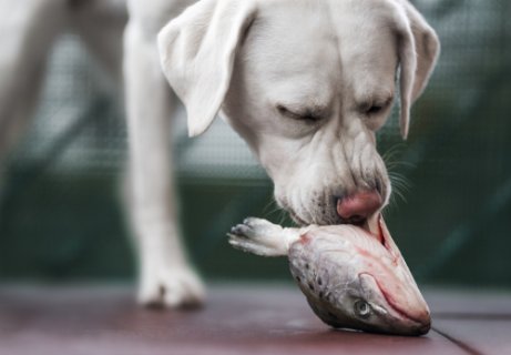 Fisch für Hunde