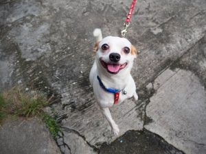 6 Tipps für mehr Spaß beim Gassi mit dem Hund