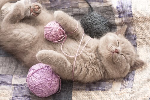 Glückliches Katzen Baby mit Wollknäuel