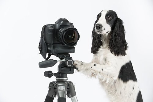 Gute Fotos von Haustieren mit einer Kamera machen