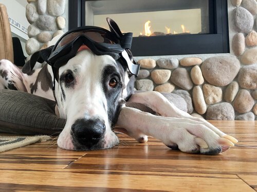 Haustiere für drinnen und draußen: Hund in der Wohnung