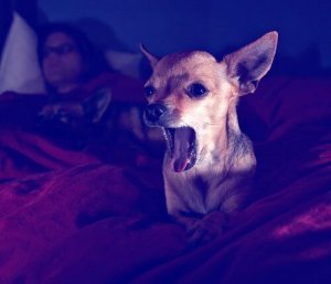 Hund bellt nachts: Gründe und Lösungen