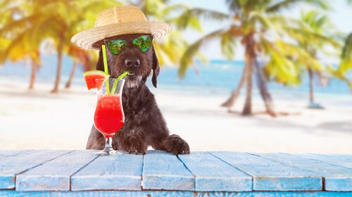 Hund mit Cocktail am Strand
