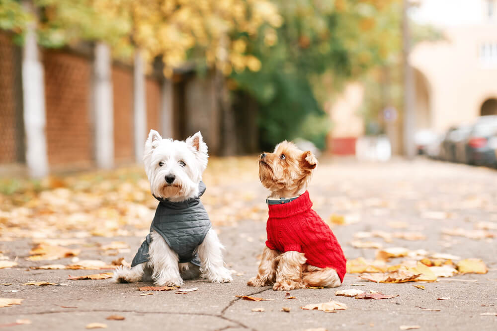 Freundschaft zwischen Hunden