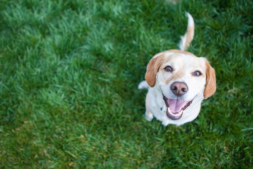 4 gesunde Gewohnheiten für das Hundeherz