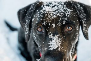 Hypothermie bei Hunden