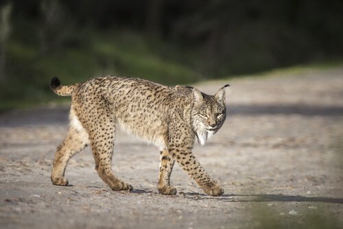 Iberischer Luchs ist vom Aussterben bedroht