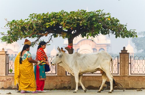 indische Kuh