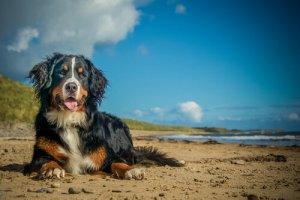 Infektionen beim Hund während der Sommerzeit