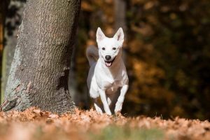Kanaan-Hund: wildlebend für viele Generationen