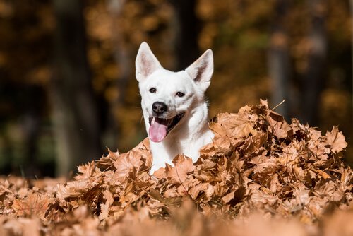 Kanaan-Hund schaut aus dem Laub