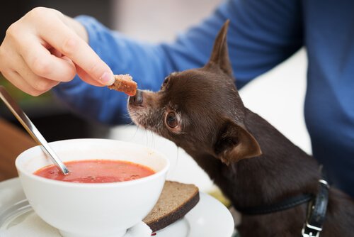 Kannst du deinem Hund Suppe geben?