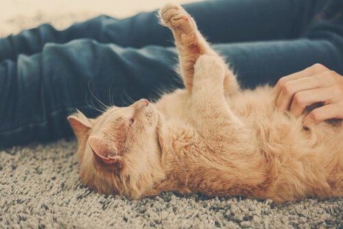 Katze lässt sich den Bauch kraulen