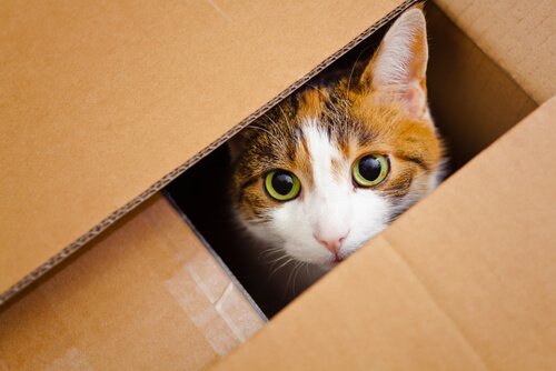 Katze lugt aus der Kiste