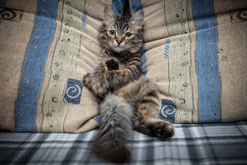 Katze nicht auf das Sofa lassen: So schaffst du es!