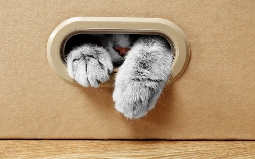 Katzen lieben Kartons: warum nur?