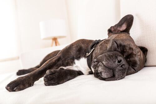 Megaösophagus bei Hunden Ursachen und Behandlung Deine Tiere