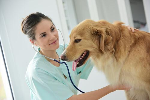 Megaösophagus bei Hunden - Ursachen und Behandlung
