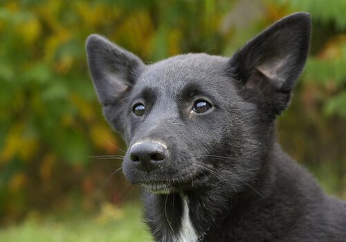 Merkmale des Kanaan-Hund
