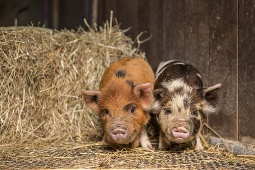 Miniaturhaengebauchferkel