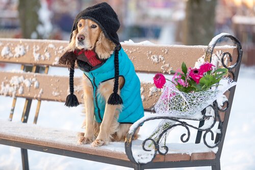 Mit Kleidung Hypothermie bei Hunden vermeiden