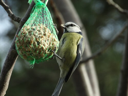 Mit Nahrung lockst du Vögel in deinen Garten
