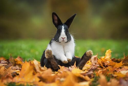Originelle und kultige Namen für Kaninchen
