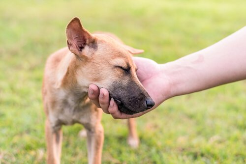 Hunde lieben die Natur