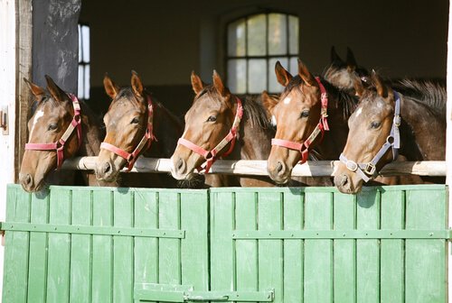 Pferdehaltung in Pferdebox oder Offenstall?