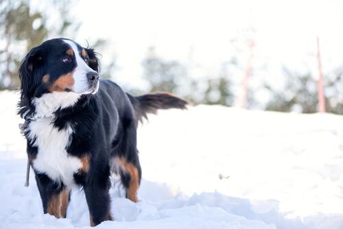 Reiseziele für Hundebesitzer im Schnee.