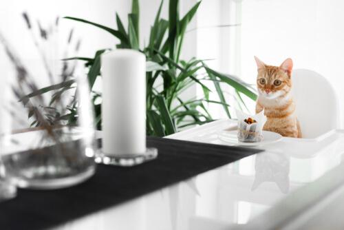 Rezepte für Katzentorten die sogar gesund sind.