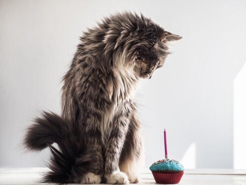 Rezepte für Katzentorten zum Geburtstag.