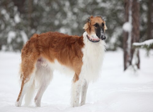 Russischer Windhund im Schnee
