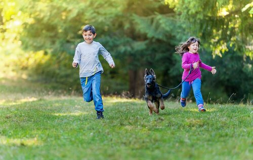 Schäferhund rennt mit Kindern über eine Wiese